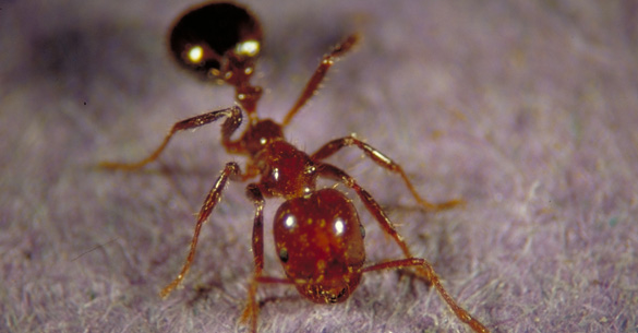 Fire Ant on carpet