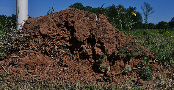 Dead Fire Ant Mound